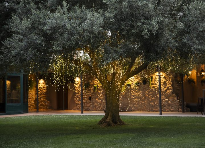 olivo iluminado